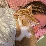 Cheeto is registered to the contest to win money with this photo: animal, blanket, cat, closeup, comfort, cozy, cuddling, face, fur, head, human, indoor, orange_cat, person, pet, pink, resting, sleeping, snuggle, white_fur