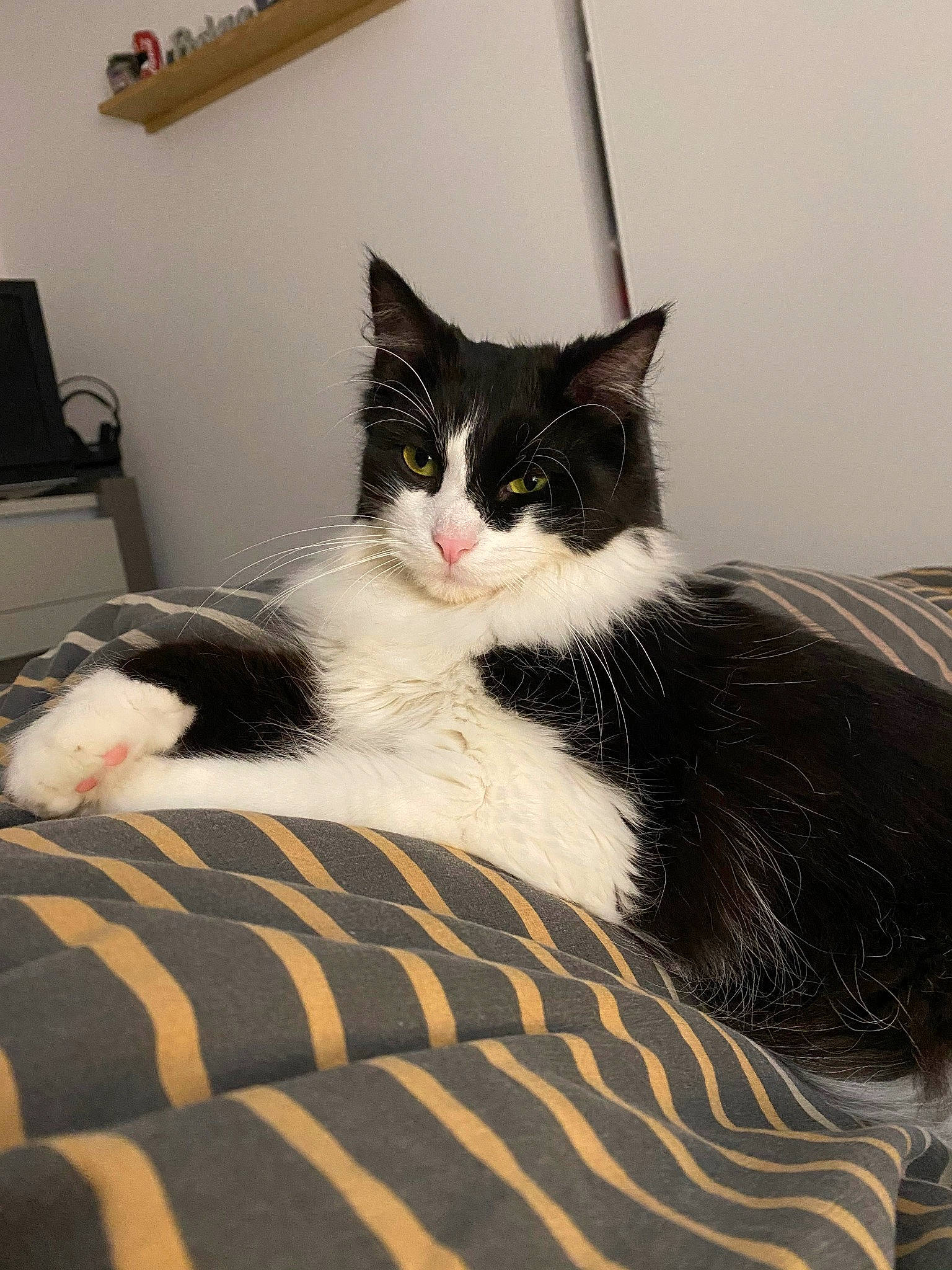 Oréo a rejoint le concours — aidez-le/la à gagner de superbes lots ! bed, black_and_white, carnivore, cat, domestic_short_haired_cat, felidae, fur, kitten, mammal, norwegian_forest_cat, small_to_medium_sized_cats, tail, whiskers