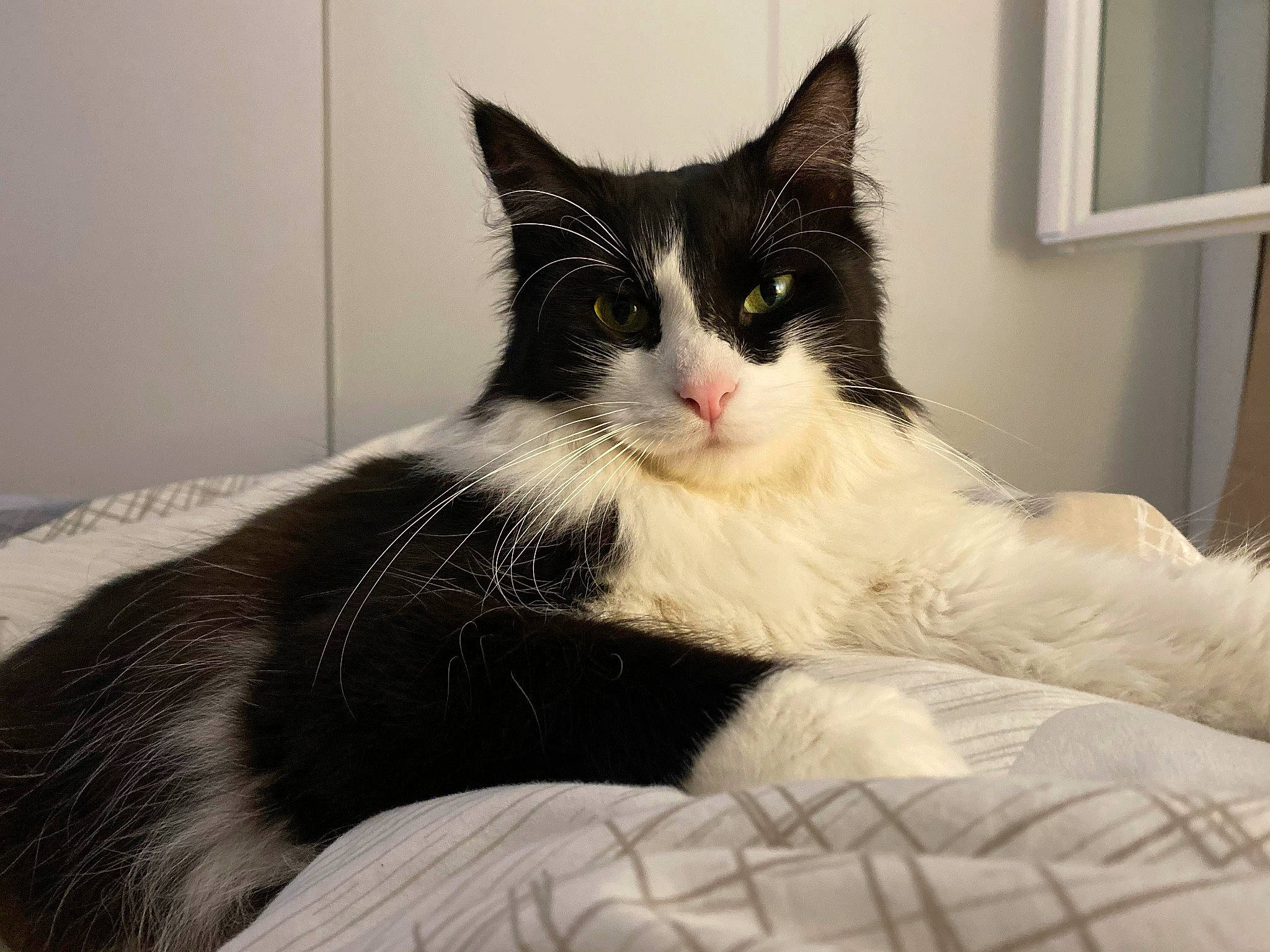 Oréo participe au concours pour gagner de l'argent avec cette photo : black_and_white, carnivore, cat, domestic_long_haired_cat, domestic_short_haired_cat, ear, felidae, fur, furniture, kitten, maine_coon, mammal, norwegian_forest_cat, ragamuffin, small_to_medium_sized_cats, tail, vertebrate, whiskers