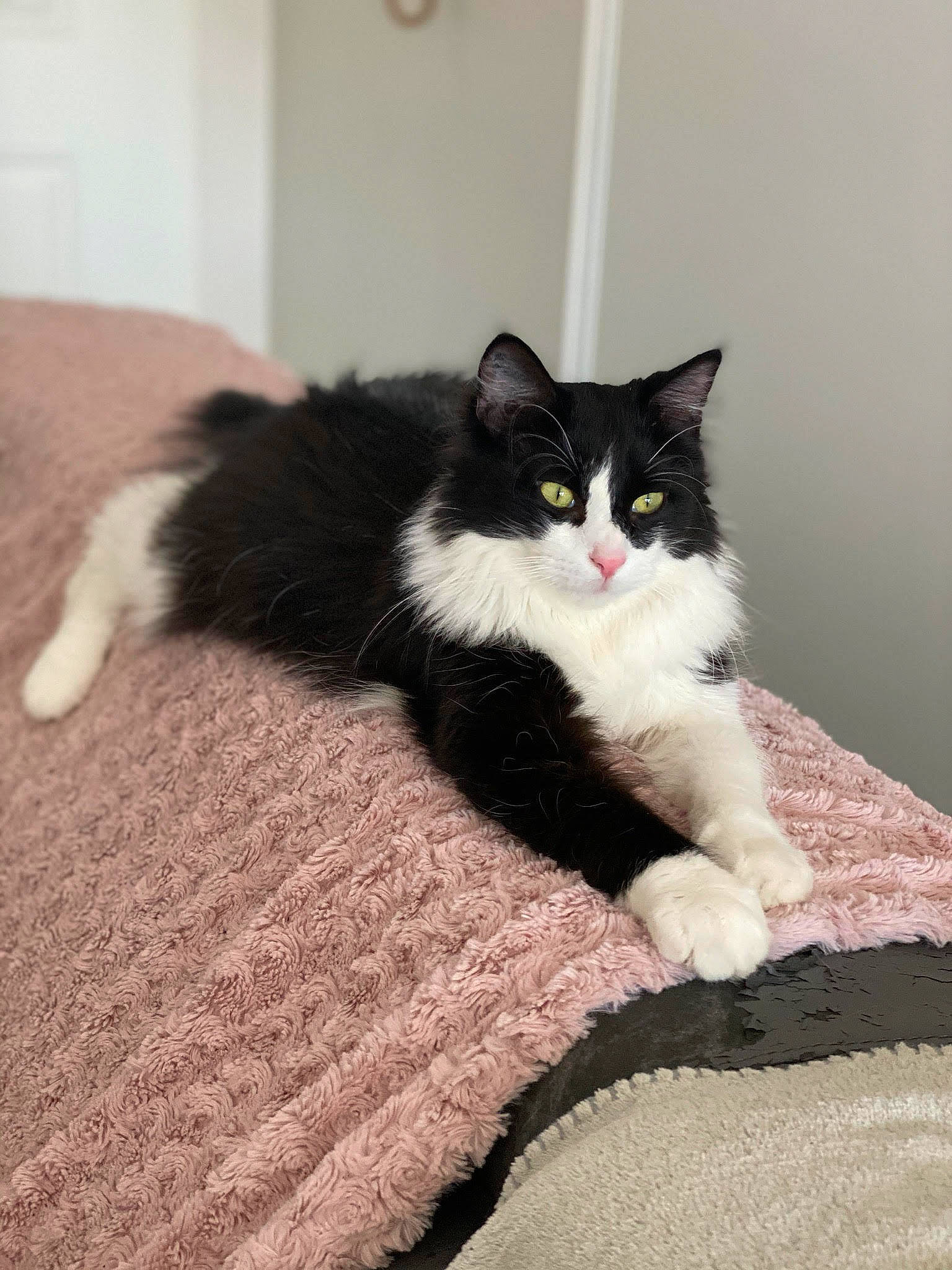 Oréo a rejoint le concours — aidez-le/la à gagner de superbes lots ! black, black_and_white, black_cat, carnivore, cat, cymric, domestic_long_haired_cat, domestic_short_haired_cat, felidae, fur, kitten, mammal, norwegian_forest_cat, polydactyl_cat, ragamuffin, small_to_medium_sized_cats, tail, whiskers