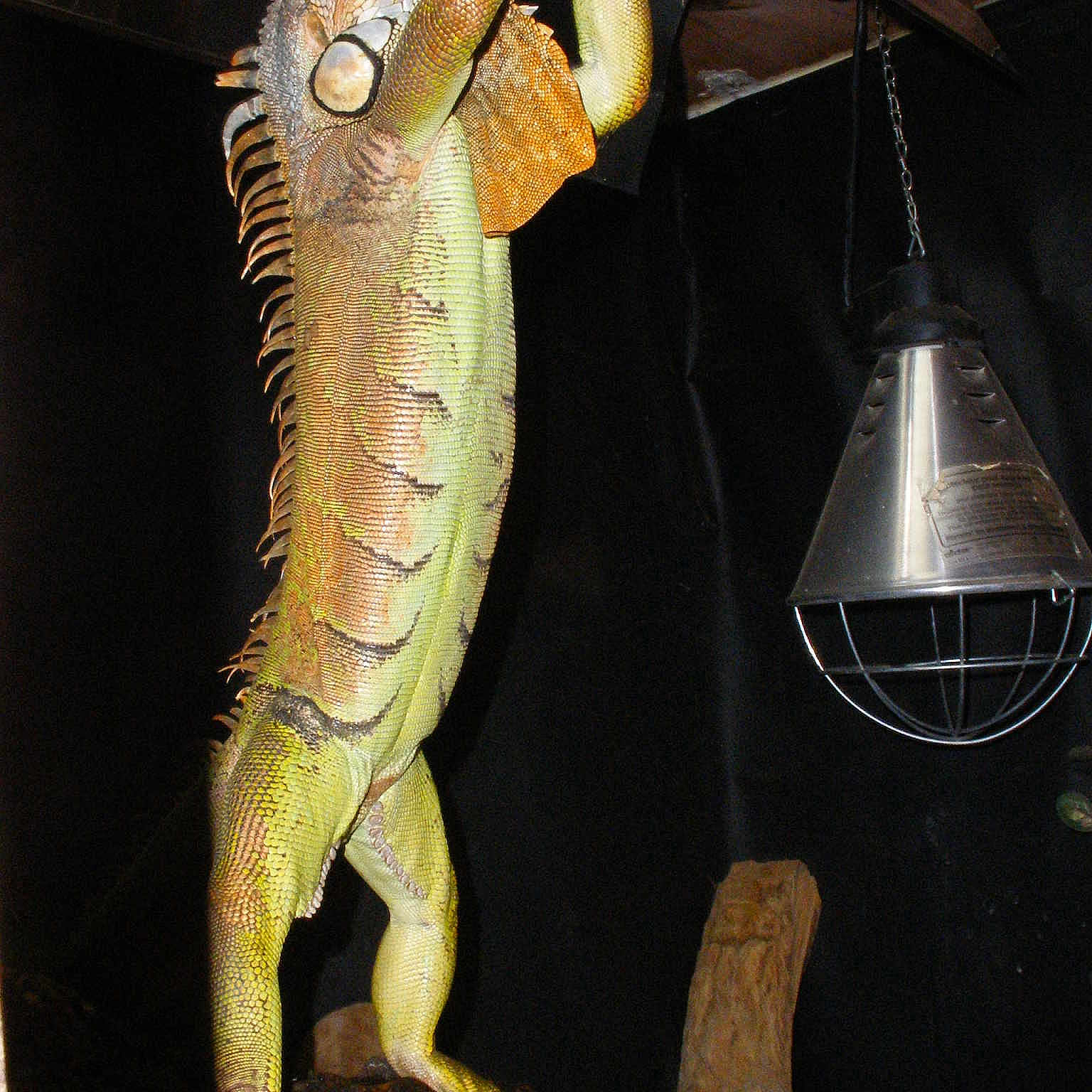 Kéops