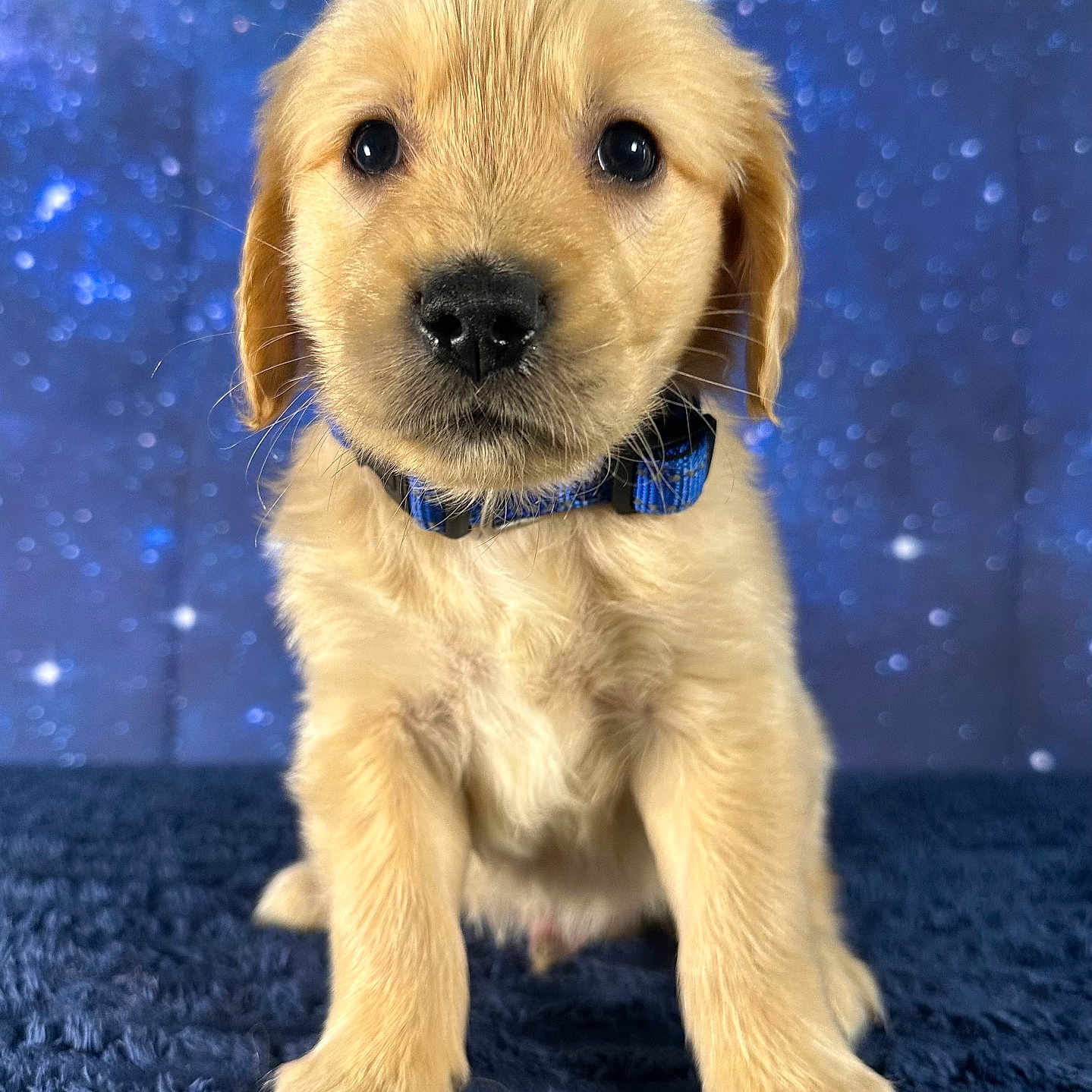 Fisher joined the competition — help win amazing prizes! animal, background, blue_collar, close_up, collar, cute, dog, eyes, fluffy, front_view, fur, golden_retriever, indoor, nose, pet, portrait, puppy, small, whiskers, young