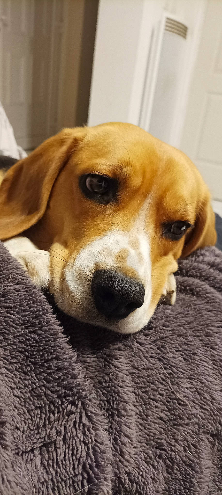 Pixie a rejoint le concours — aidez-le/la à gagner de superbes lots ! beagle, beagle_harrier, canidae, carnivore, companion_dog, dog, dog_breed, fawn, finnish_hound, fur, hound, hunting_dog, scent_hound, snout, sporting_group, terrestrial_animal, whiskers, working_animal