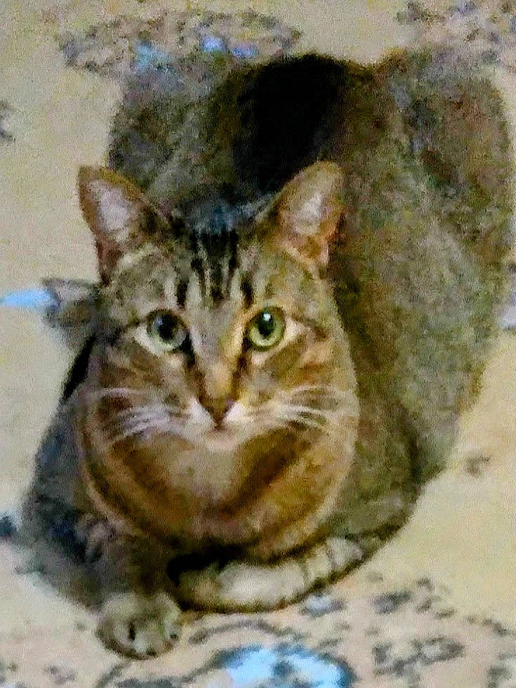 Cheshire joined the competition — help win amazing prizes! art, art_paint, carnivore, cat, domestic_short_haired_cat, door, drawing, felidae, fur, illustration, paint, painting, small_to_medium_sized_cats, terrestrial_animal, visual_arts, watercolor_paint, whiskers, window