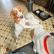 Automne participe au concours pour gagner de l'argent avec cette photo : dog, animal, pet, indoor, tile_floor, orange_collar, two_dogs, curious, standing, white_and_brown, canine, floor_pattern, domestic, companionship, playful, muzzle, ears, paw, collar, curious_gaze