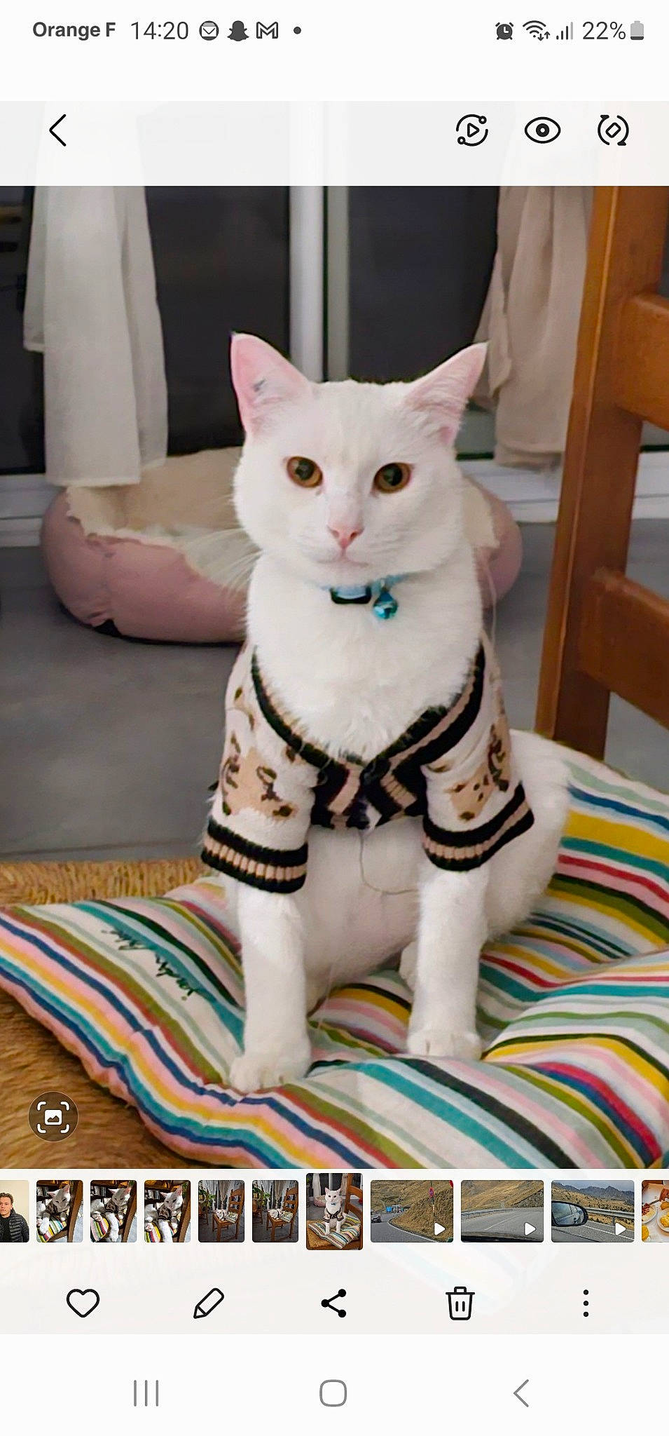 Bounty a rejoint le concours — aidez-le/la à gagner de superbes lots ! art, carmine, carnivore, cat, domestic_short_haired_cat, fawn, felidae, fur, linens, pattern, paw, pet_supply, sitting, small_to_medium_sized_cats, snout, souvenir, tail, textile, whiskers, white