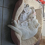 Bounty a rejoint le concours — aidez-le/la à gagner de superbes lots ! art, boot, carmine, carving, chair, comfort, fashion_accessory, felidae, flooring, fur, glove, grey, hat, linens, pattern, relief, sculpture, tail, visual_arts, wood