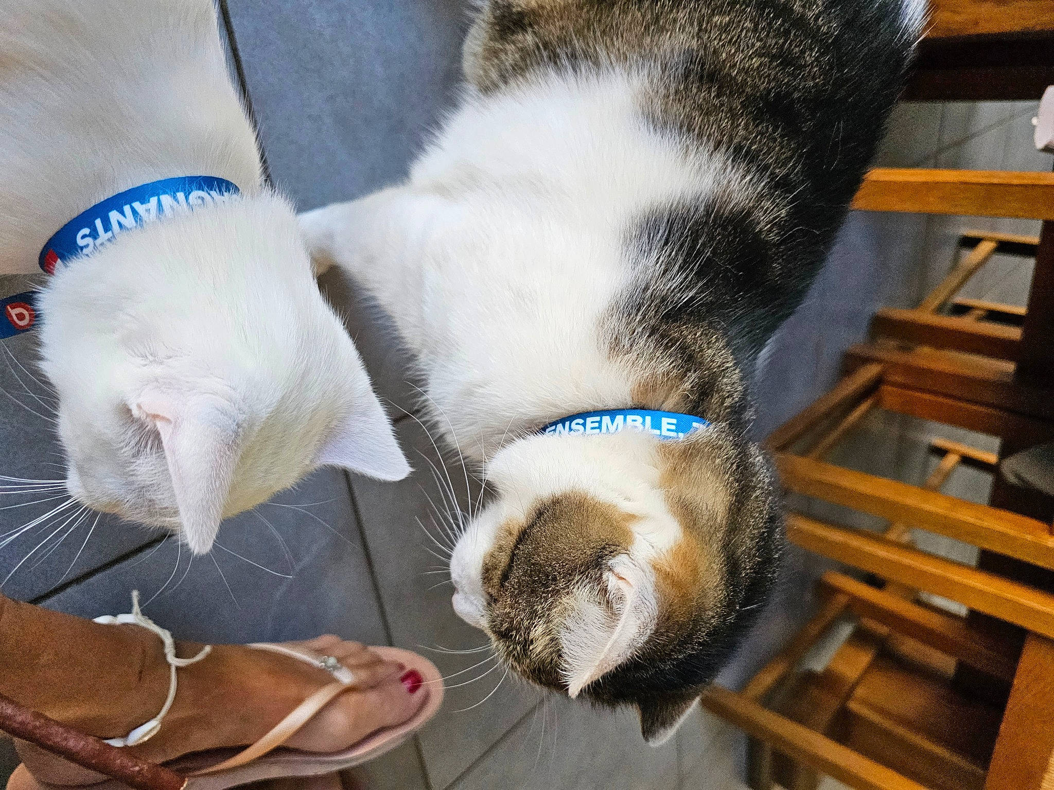 Bounty participe au concours pour gagner de l'argent avec cette photo : carnivore, cat, collar, comfort, companion_dog, dog_breed, domestic_short_haired_cat, fawn, felidae, fur, human_leg, mammal, paw, small_to_medium_sized_cats, snout, tail, vertebrate, whiskers, wood, working_animal