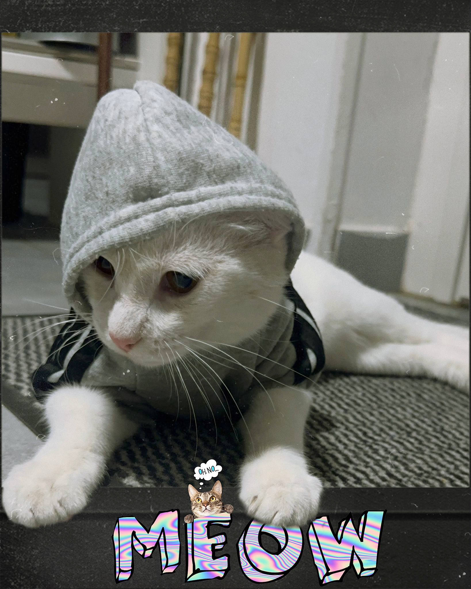 Bounty a rejoint le concours — aidez-le/la à gagner de superbes lots ! carnivore, cat, claw, comfort, domestic_short_haired_cat, felidae, font, foot, fur, gesture, moustache, paw, photo_caption, sitting, small_to_medium_sized_cats, snout, tail, whiskers