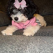 Manchita is registered to the contest to win money with this photo: puppy, dog, pink_bow, pink_clothing, fluffy, cute, pet, indoor, couch, gray_couch, fur, animal, laying_down, small_dog, adorable, cozy, portrait, domestic_animal, curly_fur, resting