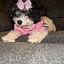 puppy, dog, pink_bow, pink_clothing, fluffy, cute, pet, indoor, couch, gray_couch, fur, animal, laying_down, small_dog, adorable, cozy, portrait, domestic_animal, curly_fur, resting