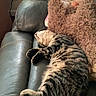 Sammy Blue Barron is registered to the contest to win money with this photo: animal, comfortable, cozy, domestic_cat, fur_pattern, furniture, home, household_items, indoor, leather_couch, living_room, nap, pet, relaxation, resting, sleeping_cat, soft_toy, striped_fur, tabby_cat, teddy_bear