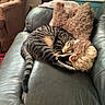 Sammy Blue Barron joined the competition — help win amazing prizes! armchair, blanket, cat, couch, cozy, curled_up, furniture, home, indoor, leather, pet, relaxing, sleeping, soft, storage_bin, striped, stuffed_animal, tabby_cat, tail, teddy_bear