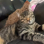 Sammy Blue Barron joined the competition — help win amazing prizes! animal, blue, brown, cat, comfort, couch, cozy, feline, furniture, home, indoor, leather, pet, pillow, relaxing, resting, sleeping, stretching, striped, tabby