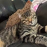 animal, blue, brown, cat, comfort, couch, cozy, feline, furniture, home, indoor, leather, pet, pillow, relaxing, resting, sleeping, stretching, striped, tabby