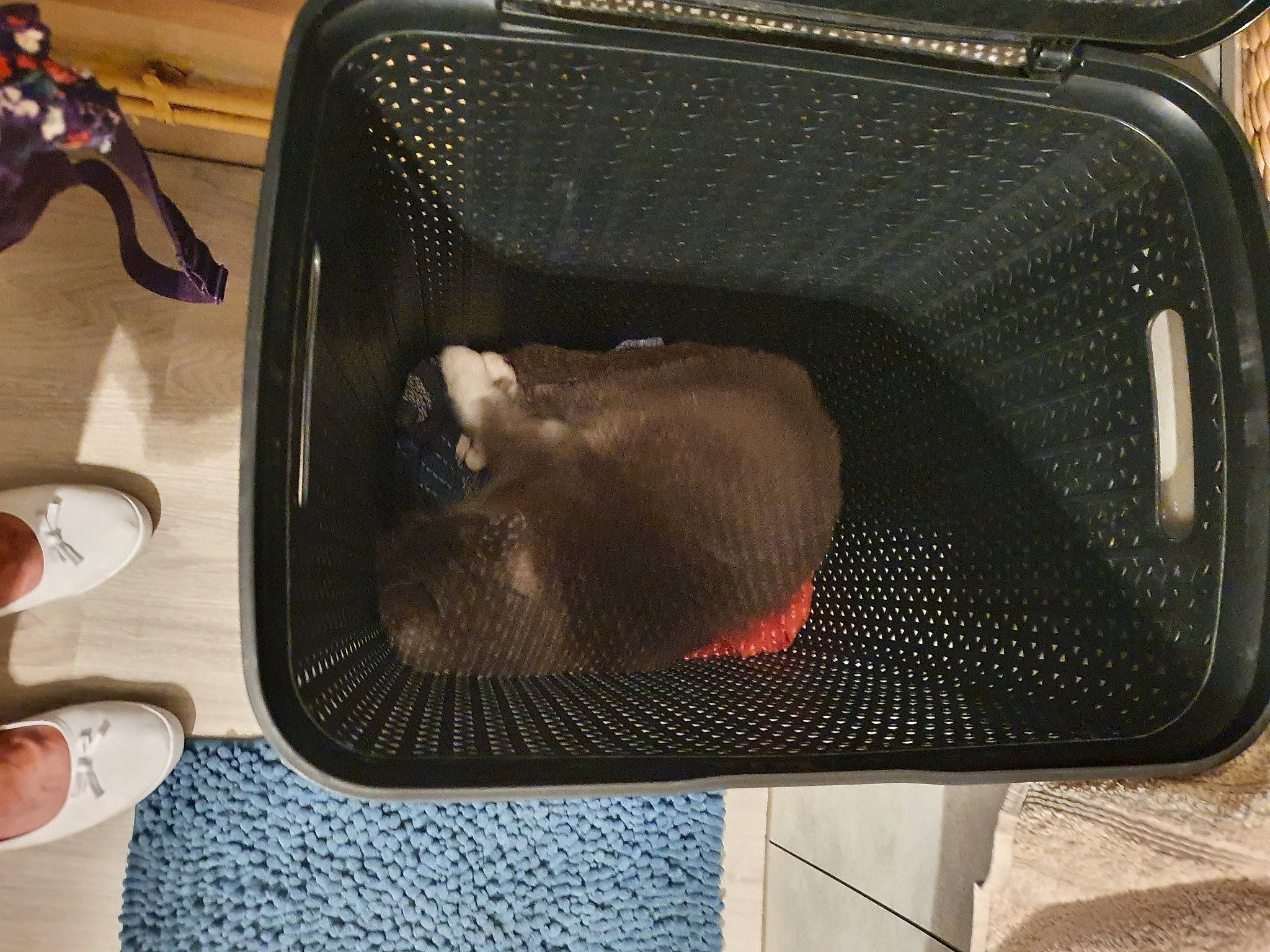 Bubule participe au concours pour gagner de l'argent avec cette photo : cooking, cookware_and_bakeware, kitchen_appliance, microwave_oven