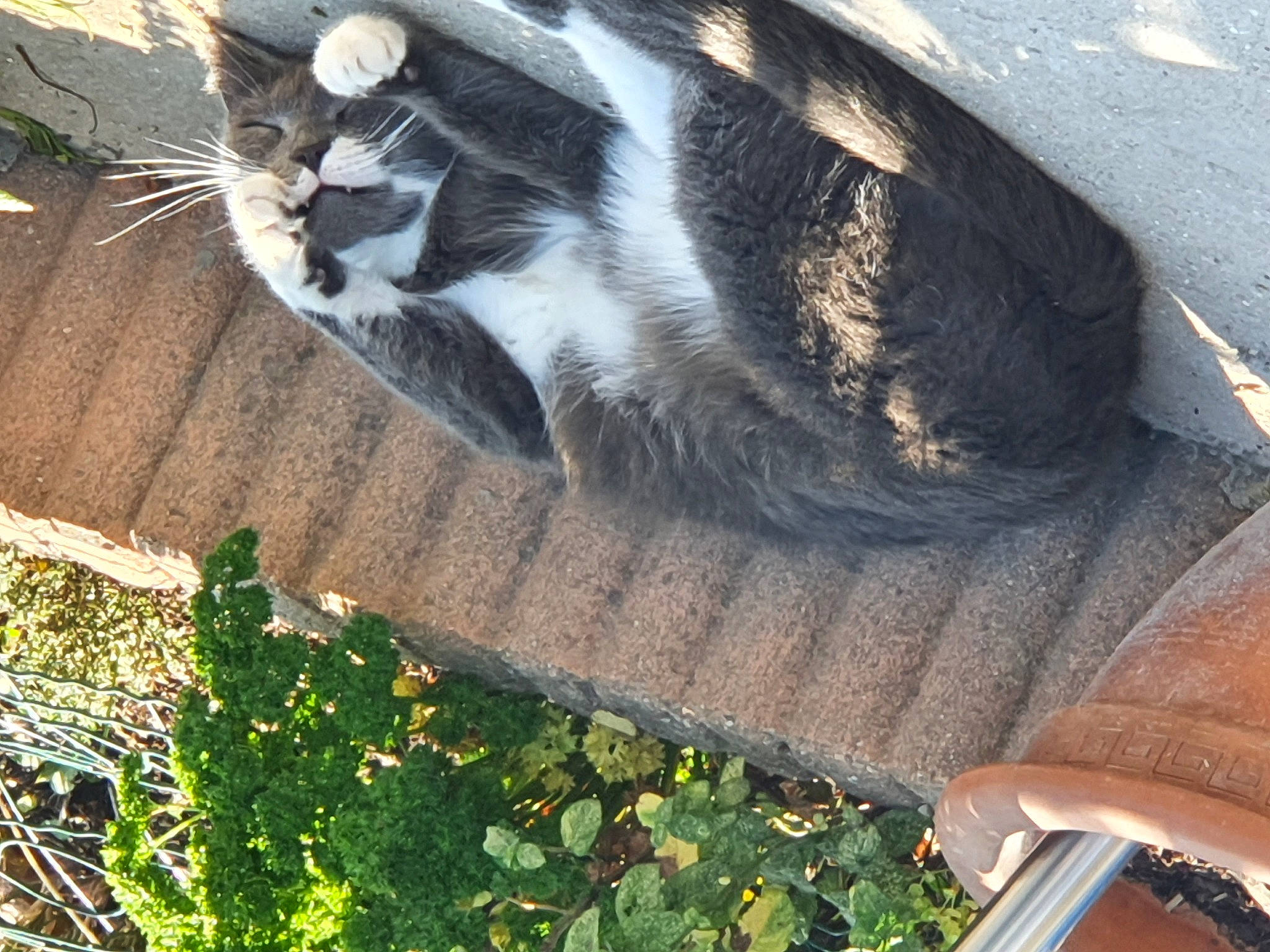 Bubule participe au concours pour gagner de l'argent avec cette photo : carnivore, cat, felidae, grass, plant, small_to_medium_sized_cats, tail, whiskers