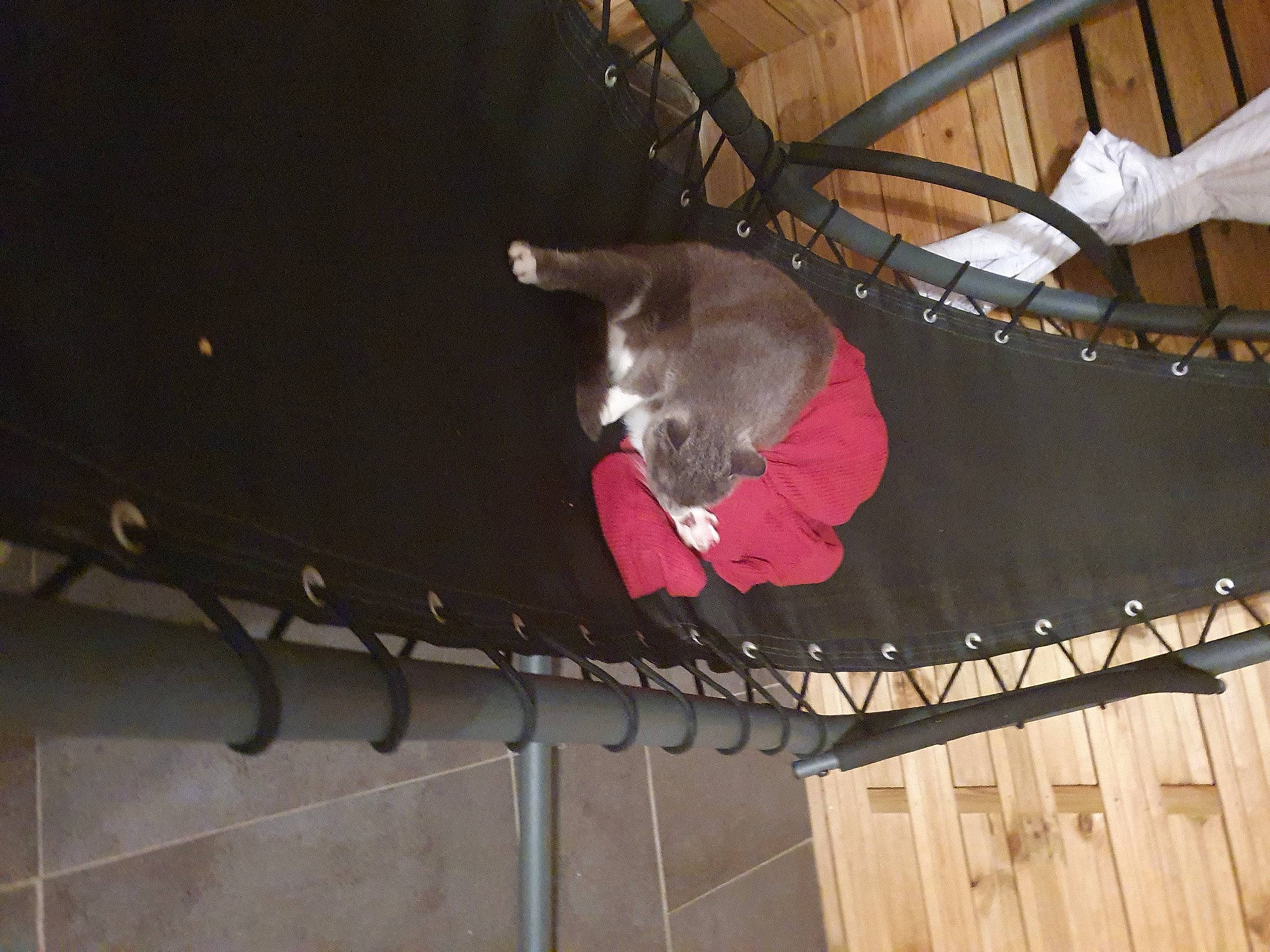 Bubule a rejoint le concours — aidez-le/la à gagner de superbes lots ! fawn