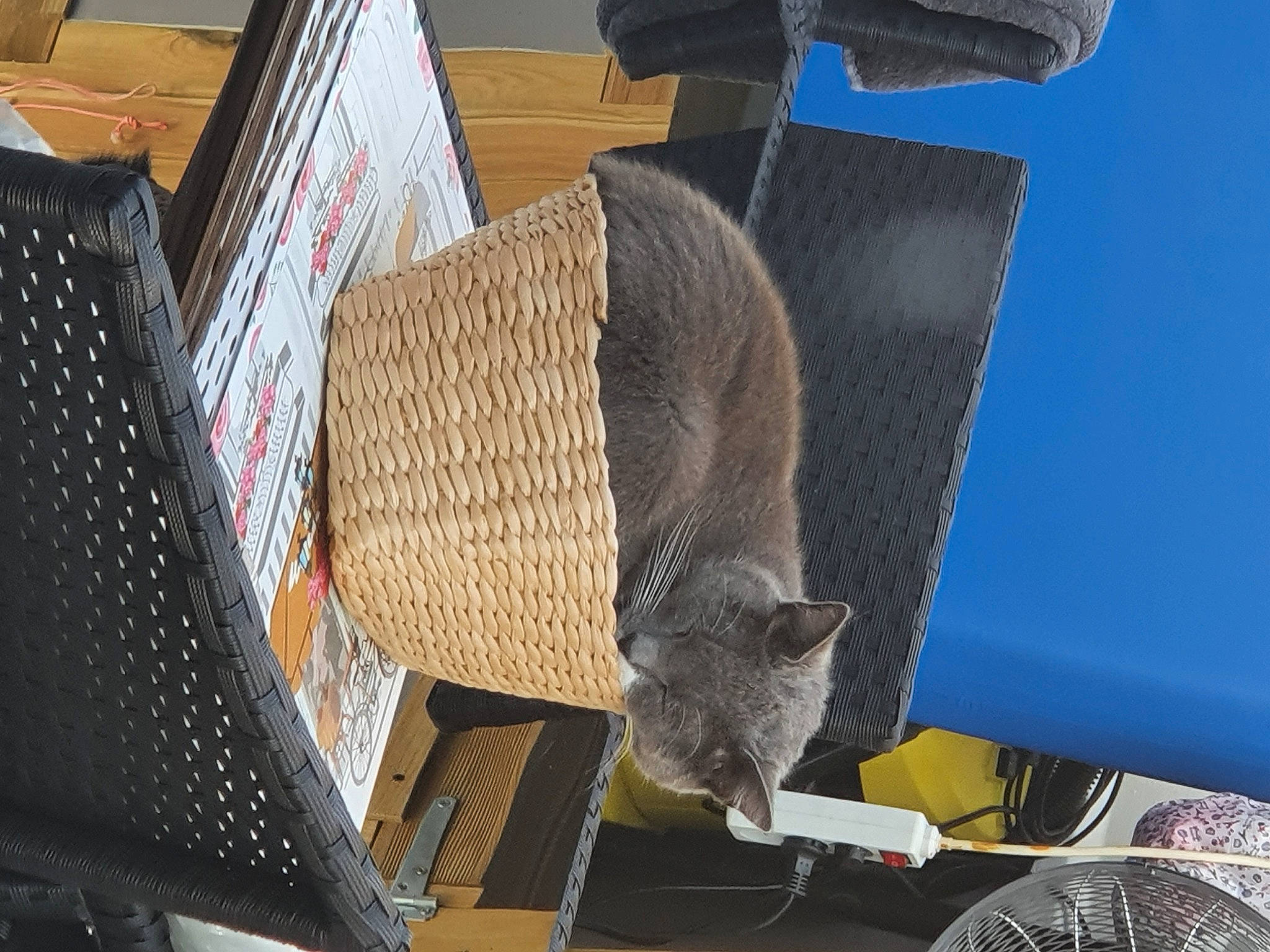 Bubule participe au concours pour gagner de l'argent avec cette photo : british_shorthair, carnivore, cat, chartreux, domestic_short_haired_cat, felidae, russian_blue, small_to_medium_sized_cats, whiskers