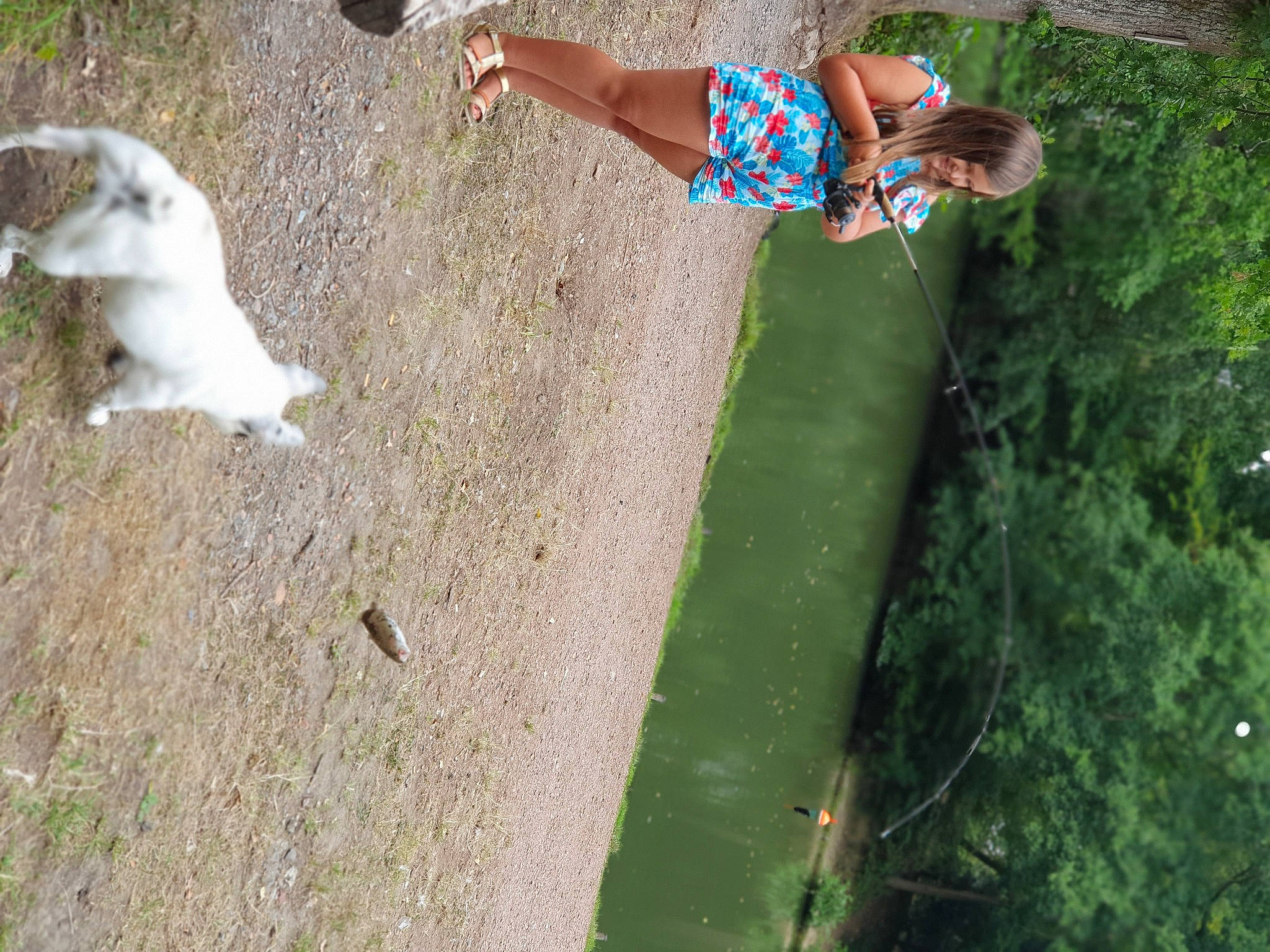 Jador a rejoint le concours — aidez-le/la à gagner de superbes lots ! canidae, carnivore, dog_breed, fawn, grass, sporting_group