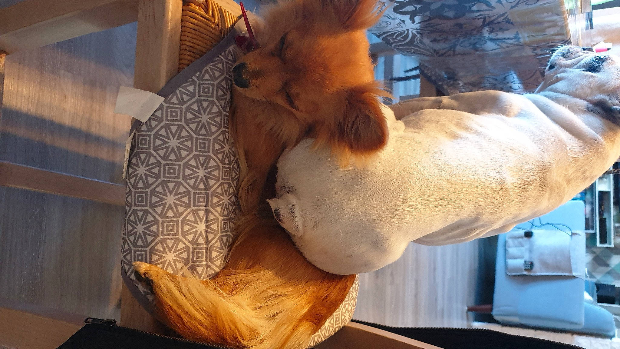 Jador participe au concours pour gagner de l'argent avec cette photo : canidae, companion_dog, dog_breed, fawn, fur, nap, sporting_group