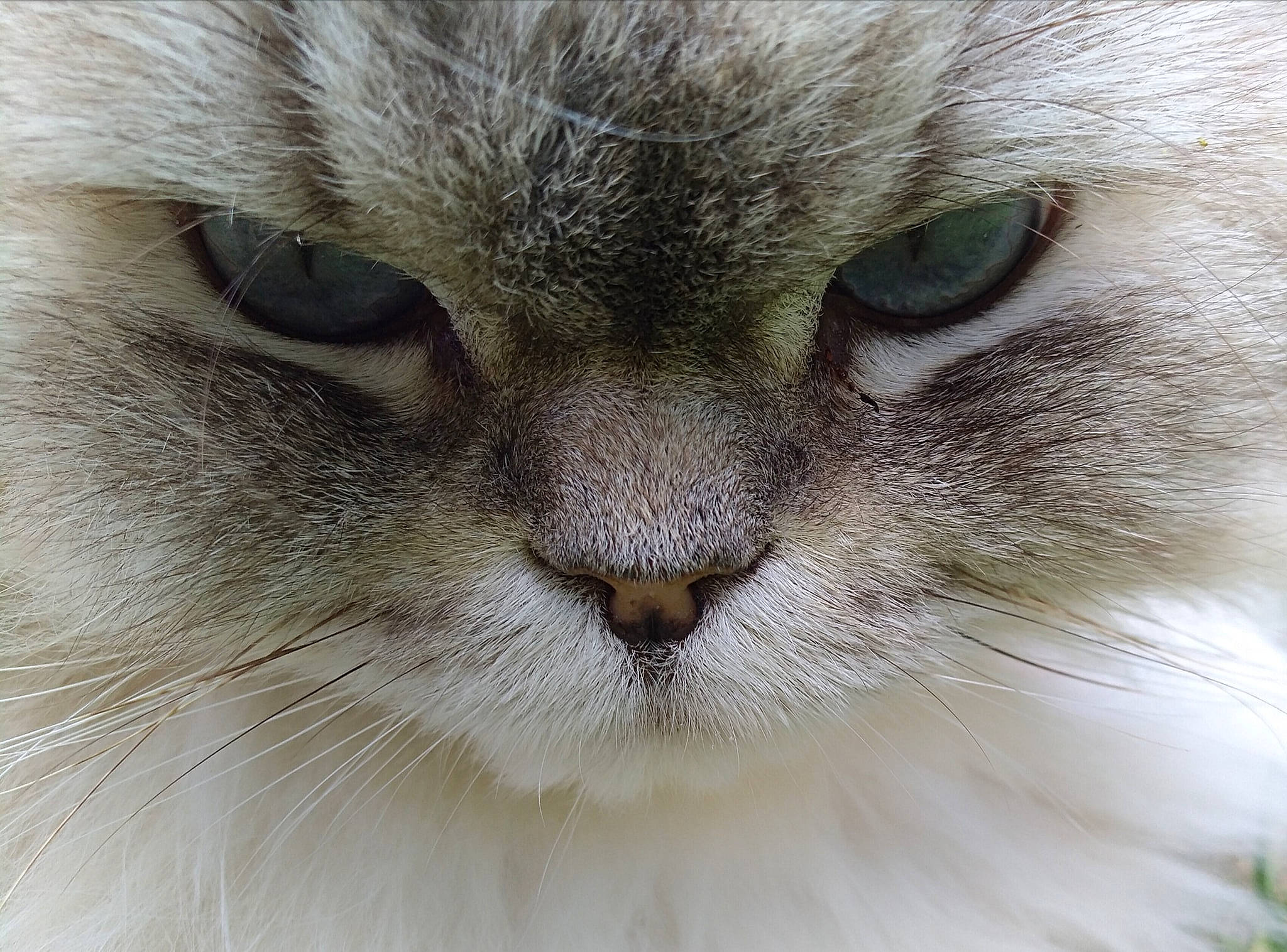 Igloo participe au concours pour gagner de l'argent avec cette photo : british_longhair, carnivore, cat, close_up, domestic_short_haired_cat, fawn, felidae, fur, iris, ragdoll, reef, small_to_medium_sized_cats, snout, terrestrial_animal, whiskers