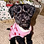 Daisy joined the competition — help win amazing prizes! adorable, animal, black_fur, carpet, christmas_decor, christmas_tree, cute, decorations, dog, festive, holiday, holiday_season, indoors, lights, pet, pink_sweater, presents, puppy, small_dog, sweater