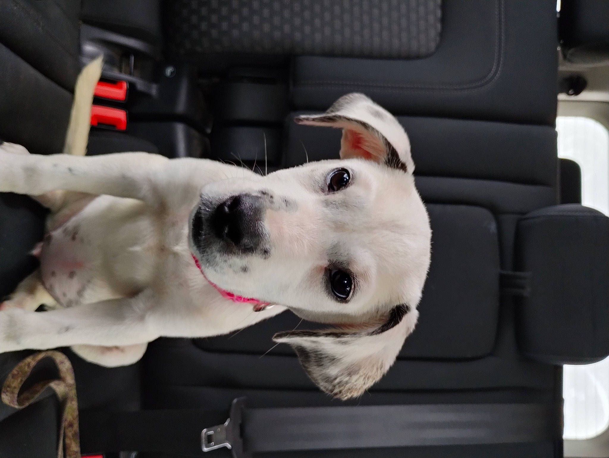 Luna joined the competition — help win amazing prizes! auto_part, automotive_exterior, car, car_seat, car_seat_cover, carnivore, collar, companion_dog, dog, dog_breed, dog_collar, family_car, head_restraint, luxury_vehicle, motor_vehicle, snout, sporting_group, vehicle, vehicle_door, whiskers
