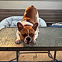 animal, background, brown, canine, cushioned_chair, dog, ears_up, focused, furniture, glass_table, outdoor, patio, paw, pet, playful, stretching, sunlight, table_leg, texture, white