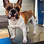 animal, brown_and_white, canine, closeup, companion, curious, dog, door, ears, face, french_bulldog, glass_table, home, outdoor, paw, pet, porch, standing, sunlight, table