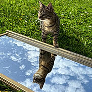 Percy participe au concours pour gagner de l'argent avec cette photo : cat, tabby_cat, grass, mirror, reflection, sky, clouds, outdoor, nature, flower, dandelion, sunlight, curious, animal, pet, greenery, daylight, closeup, fur, whiskers