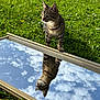 cat, tabby_cat, grass, mirror, reflection, sky, clouds, outdoor, nature, flower, dandelion, sunlight, curious, animal, pet, greenery, daylight, closeup, fur, whiskers