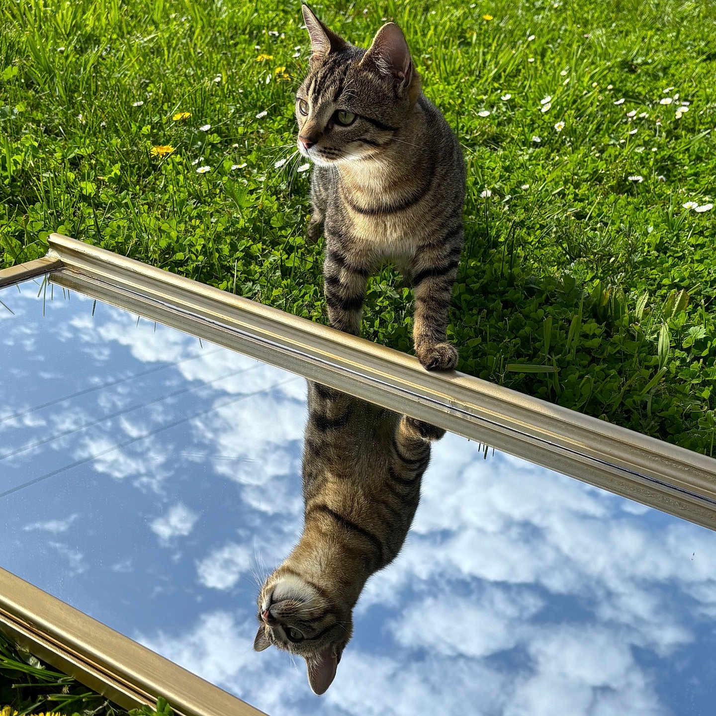 Percy participe au concours pour gagner de l'argent avec cette photo : animal, cat, closeup, clouds, curious, dandelion, daylight, flower, fur, grass, greenery, mirror, nature, outdoor, pet, reflection, sky, sunlight, tabby_cat, whiskers