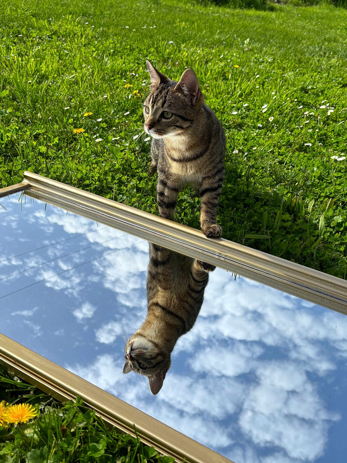 Percy participe au concours pour gagner de l'argent avec cette photo : cat, tabby_cat, grass, mirror, reflection, sky, clouds, outdoor, nature, flower, dandelion, sunlight, curious, animal, pet, greenery, daylight, closeup, fur, whiskers