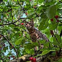 Percy a rejoint le concours — aidez-le/la à gagner de superbes lots ! animal, branches, cat, cherries, curious, daylight, explorer, feline, fruit, greenery, leaves, nature, outdoor, perched, plant, sky, summer, tabby, tree, wildlife