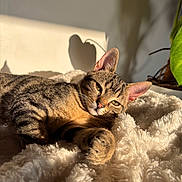 Percy a rejoint le concours — aidez-le/la à gagner de superbes lots ! cat, closeup, comfortable, cozy, ears, feline, fluffy_blanket, fur, indoor, leaf, pet, plant, relaxed, resting, shadow, soft_texture, sunlight, tabby, warm_light, whiskers