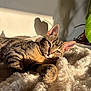 cat, closeup, comfortable, cozy, ears, feline, fluffy_blanket, fur, indoor, leaf, pet, plant, relaxed, resting, shadow, soft_texture, sunlight, tabby, warm_light, whiskers