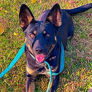 Dakota is registered to the contest to win money with this photo: animal, black_and_tan, canine, dog, ears, fall_leaves, grass, greenery, happy, leash, lying_down, nature, outdoor, paw, pet, playful, smiling, summer, sunlight, tongue