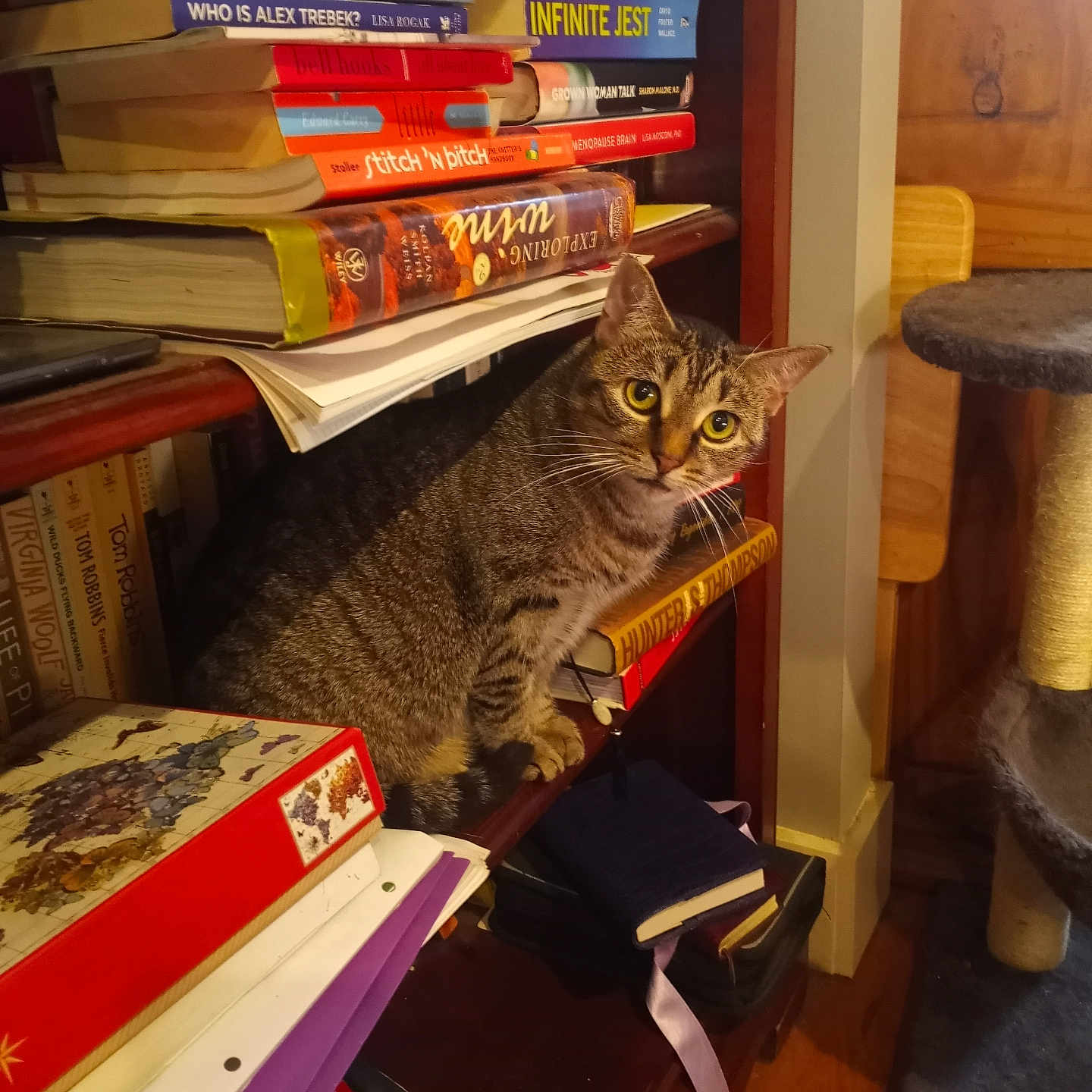 Prudence is registered to the contest to win money with this photo: accessories, animal, bag, book, bookcase, box, cat, computer, desk, electronics, furniture, handbag, hardwood, laptop, pc, pet, plywood, publication, shelf, wood