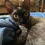 cat, devon_rex, pet, animal, feline, indoor, blanket, blue, fur, tongue, large_eyes, ears, couch, home, comfort, resting, closeup, curious, cozy, soft