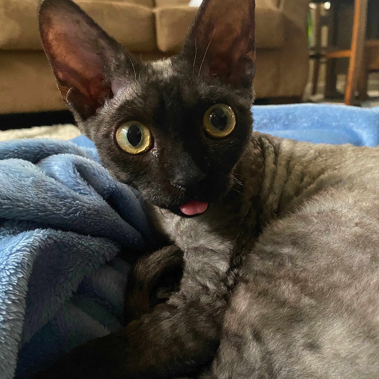 Mimi joined the competition — help win amazing prizes! animal, blanket, blue, cat, closeup, comfort, couch, cozy, curious, devon_rex, ears, feline, fur, home, indoor, large_eyes, pet, resting, soft, tongue