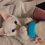 Bounty a rejoint le concours — aidez-le/la à gagner de superbes lots ! kitten, cat, baby_bottle, feeding, paws, blue_eyes, white_fur, towel, hand, cozy, cute, pet, animal, close_up, indoor, soft_texture, fur, tiny, nurturing, comfort