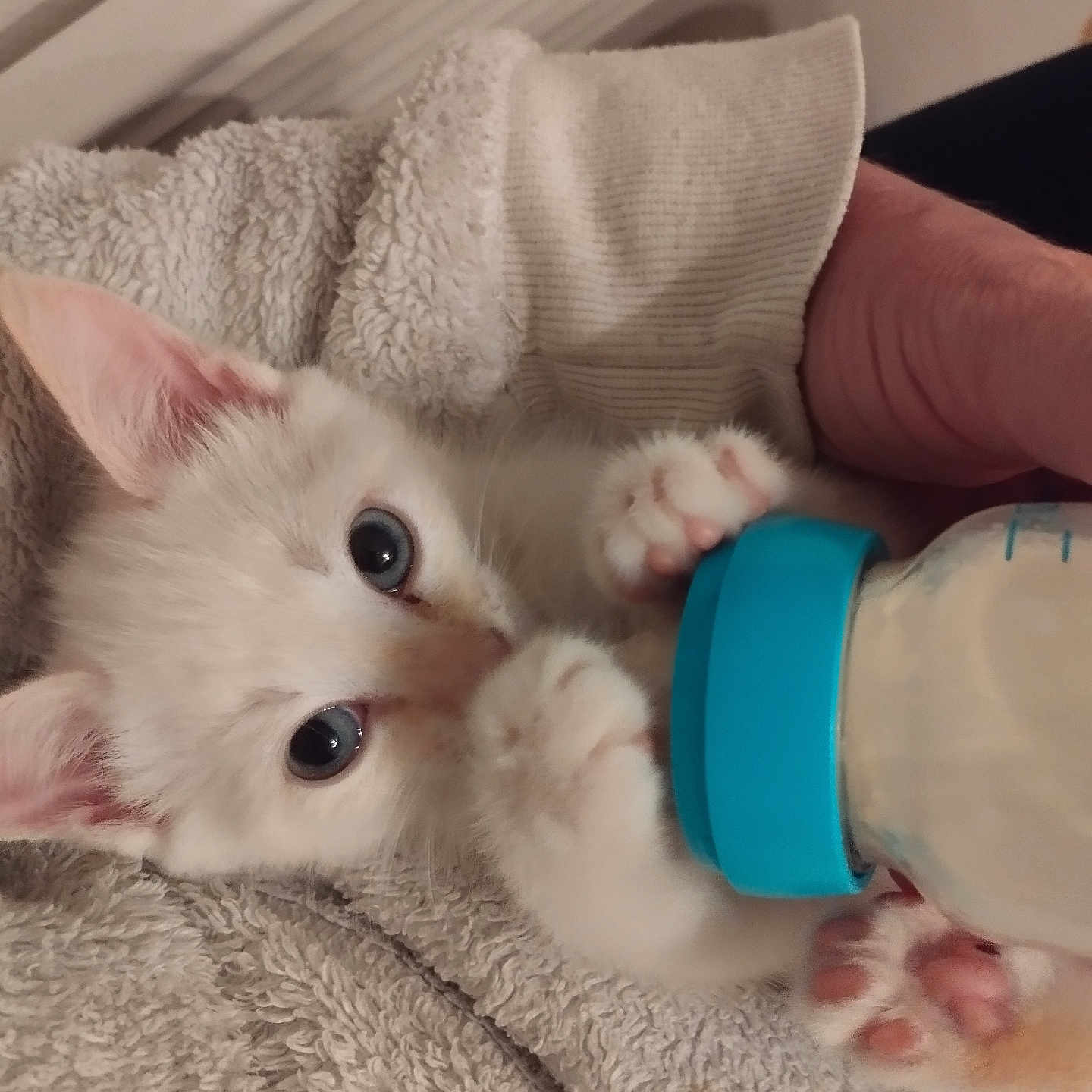 Bounty a rejoint le concours — aidez-le/la à gagner de superbes lots ! animal, baby_bottle, blue_eyes, cat, close_up, comfort, cozy, cute, feeding, fur, hand, indoor, kitten, nurturing, paws, pet, soft_texture, tiny, towel, white_fur
