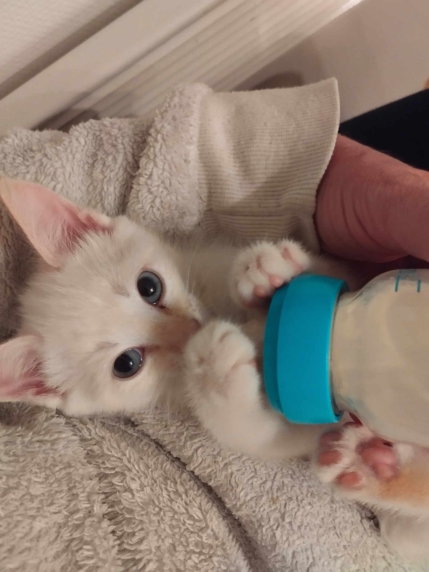 Bounty a rejoint le concours — aidez-le/la à gagner de superbes lots ! kitten, cat, baby_bottle, feeding, paws, blue_eyes, white_fur, towel, hand, cozy, cute, pet, animal, close_up, indoor, soft_texture, fur, tiny, nurturing, comfort