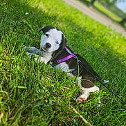 Baïa a rejoint le concours — aidez-le/la à gagner de superbes lots ! puppy, dog, grass, outdoor, leash, harness, black_and_white, blue_eye, cute, pet, animal, nature, sunlight, park, young, lying_down, curious, fur, mammal, daytime