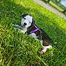 puppy, dog, grass, outdoor, leash, harness, black_and_white, blue_eye, cute, pet, animal, nature, sunlight, park, young, lying_down, curious, fur, mammal, daytime