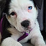puppy, dog, close_up, heterochromia, blue_eye, white_fur, black_fur, pink_nose, purple_collar, paw, tile_floor, cute, pet, animal, indoor, young_dog, fur, face, resting, looking
