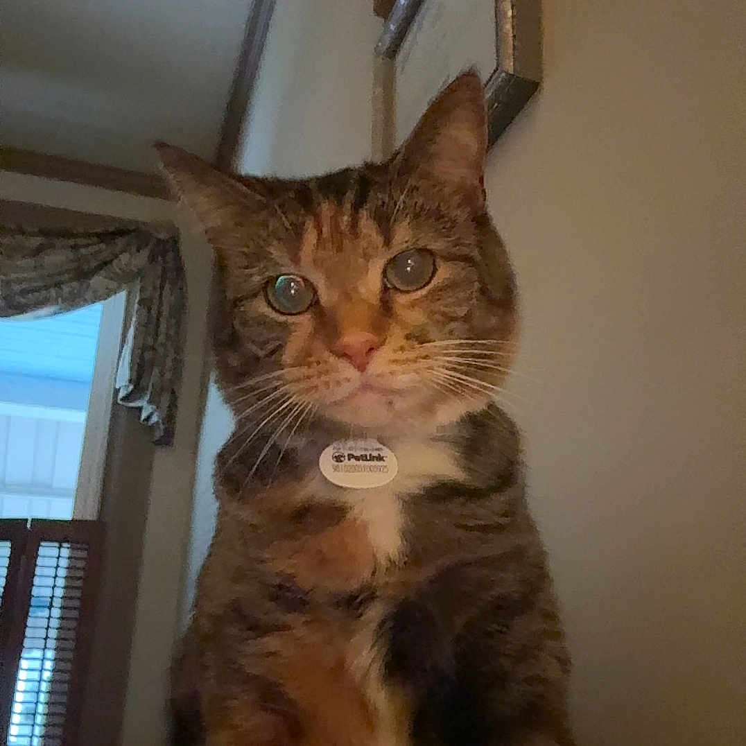 Callie joined the competition — help win amazing prizes! abyssinian, animal, architecture, building, cat, couch, curtain, door, furniture, hardwood, homedecor, indoors, interiordesign, kitten, livingroom, manx, pet, room, window, wood