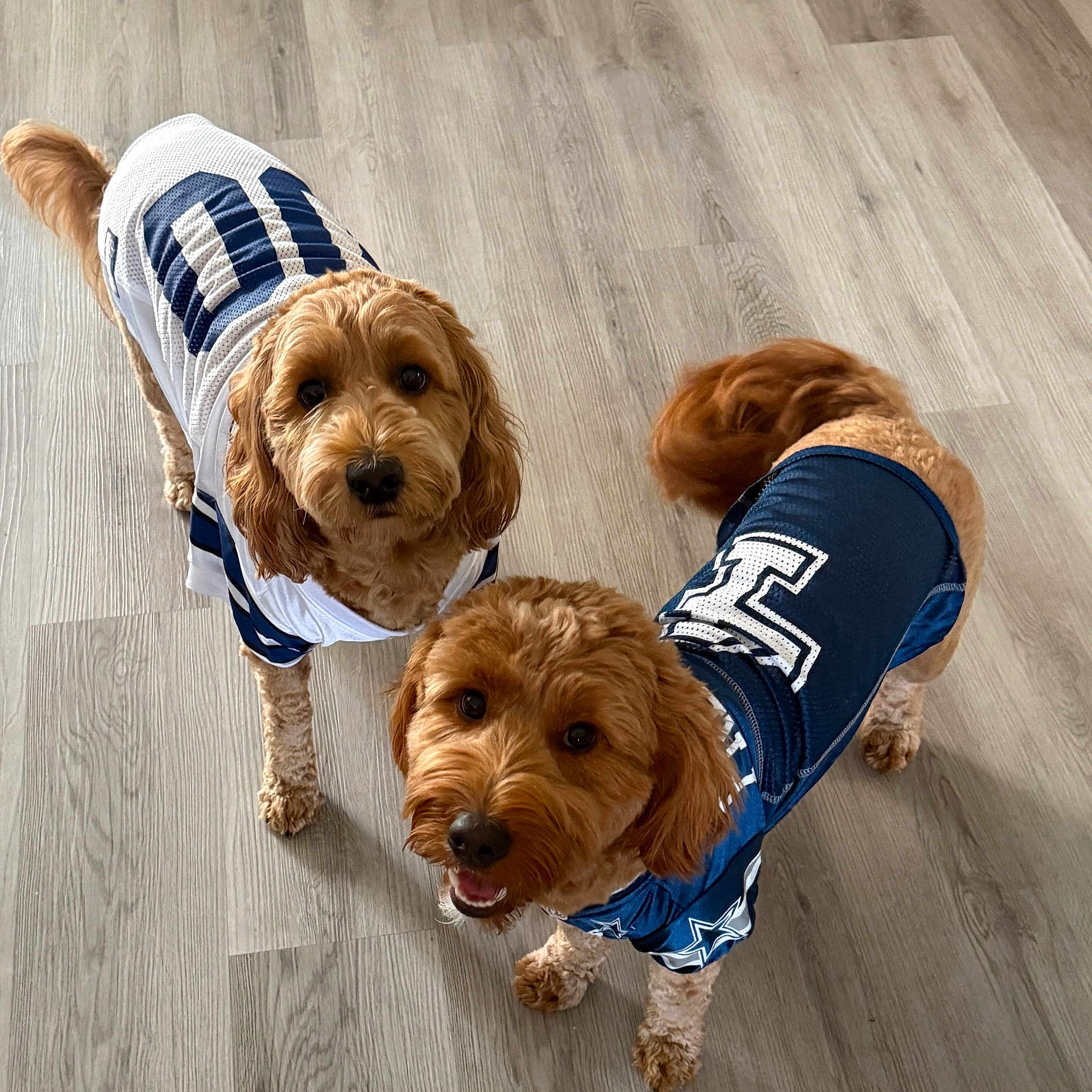 Luka And Kylo joined the competition — help win amazing prizes! animal, brown_fur, clothing, companion, cute, dog, domestic_animal, floor, friendly, fur, happy, indoor, jersey, looking_up, pet, playful, small_dog, tail, two_dogs, wooden_floor