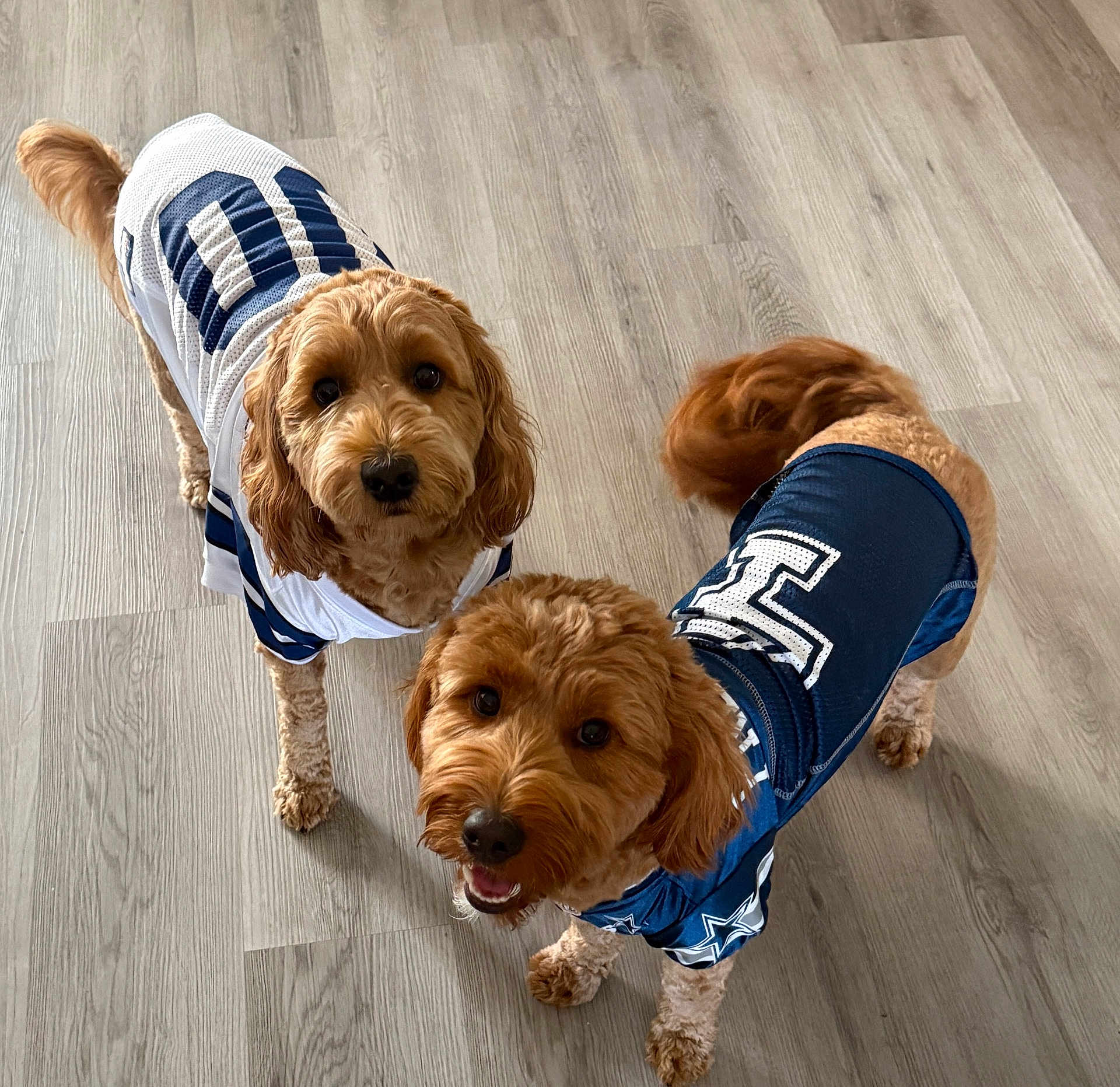 Luka And Kylo joined the competition — help win amazing prizes! dog, pet, animal, indoor, floor, wooden_floor, jersey, clothing, cute, looking_up, fur, tail, two_dogs, brown_fur, happy, playful, domestic_animal, companion, friendly, small_dog